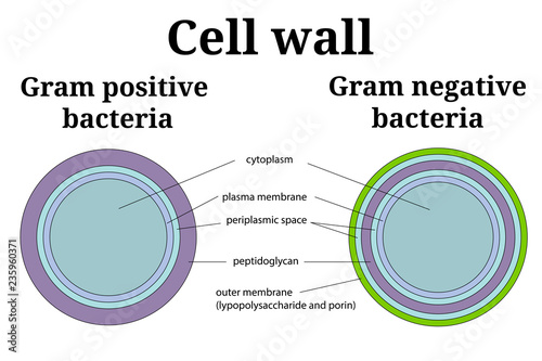 Bacteria cell wall  illustration. Gram positive and gram negative cell wall differents. 