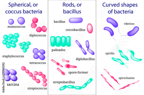 Hand drawn microbiology set. Arrangements of bacterial microorganism. Coccus, bacillus, curved.