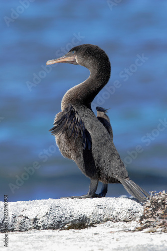 Fotografija Flightless Cormorant (Phalacrocorax harrisi), Fernandina, Galapagos Islands, Ecu
