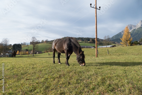 single brown horse on a mountain pasture