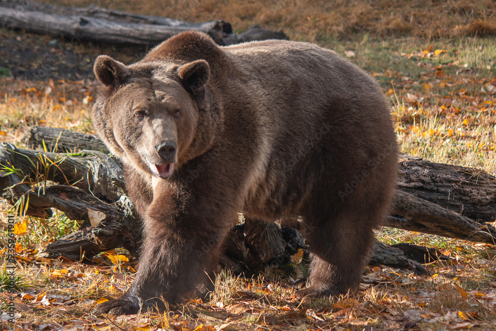 Fototapeta premium Grizzly Bear in the Fall 1425