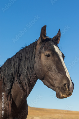 Portrait of a Beautiful Wild Horse