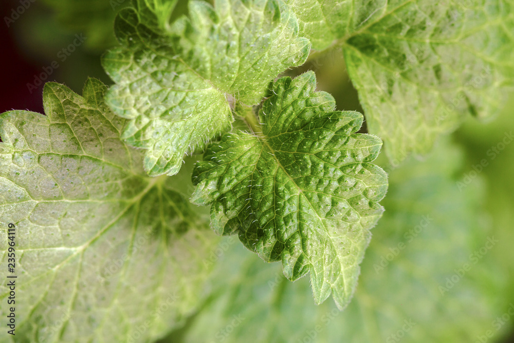 Fresh green leaf mint close-up background. Melissa officinalis (lemon balm). Fresh green leaf mint close-up background. Melissa officinalis (lemon balm).
