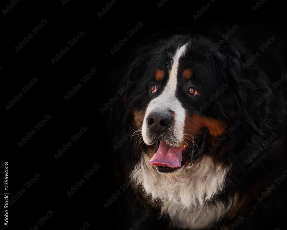 portrait of a purebred bernese mountain dog in front of black background