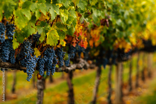 Red Wine grapes hanging on the vine photo