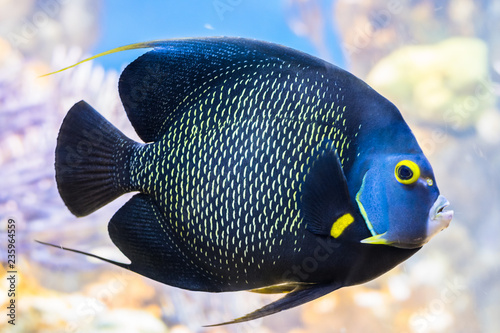 King angelfish Holacanthus passer , also known as the passer angelfish. © Peruphotoart