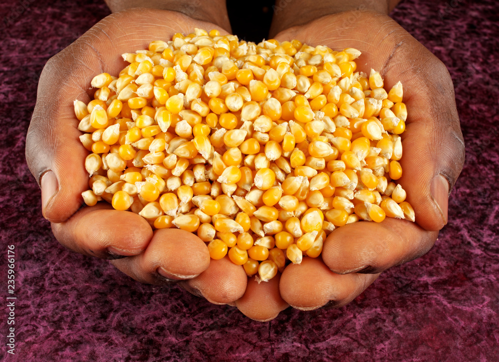 MAN HOLDING CORN KERNELS MAN HOLDING CORN KERNELS