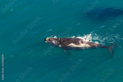 Side view of Whale in St Lucia, South Africa, one of the top Safari Tour destinations. Whale watching during migration between June and November in winter season. Aerial view from scenic flight.