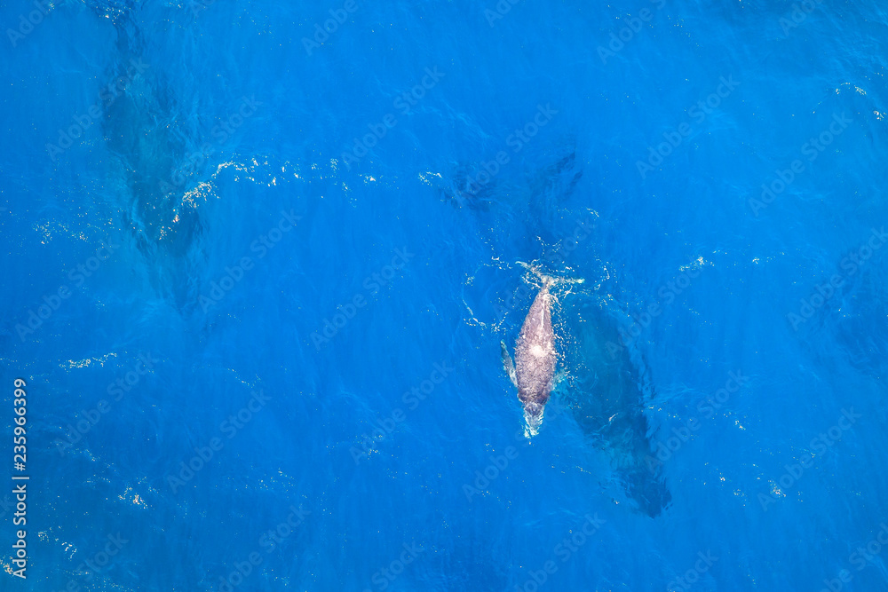 Fototapeta premium Tło błękitnego morza z miejsca kopiowania rodziny wielorybów z mamą i dzieckiem, widok z lotu ptaka. St Lucia w RPA, najpopularniejsze miejsca na safari.