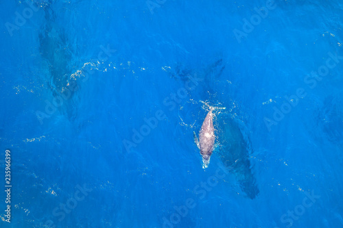 Blue sea background with Copy space of whale family with mum and baby, aerial view. St Lucia, South Africa, the top Safari Tour destinations.