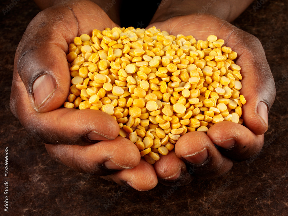 MAN HOLDING YELLOW SPLIT LENTILS MAN HOLDING YELLOW SPLIT LENTILS