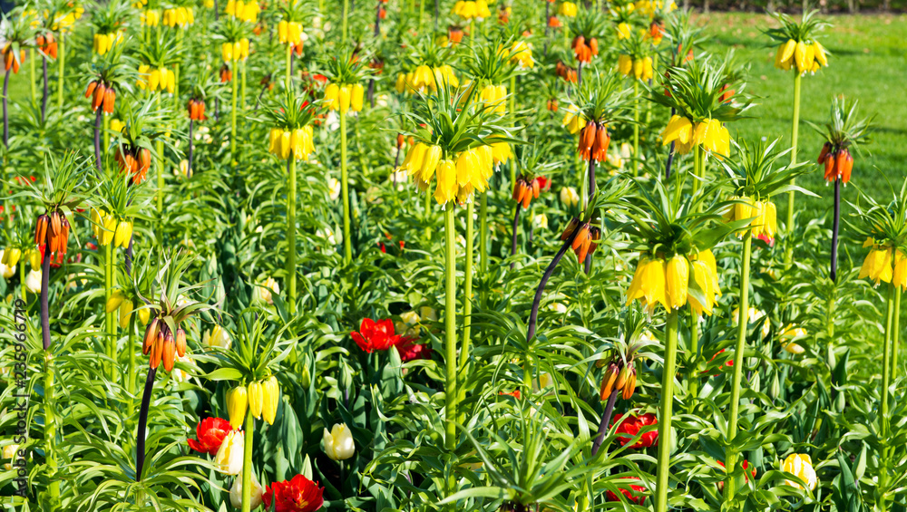 flower bed with flowers grouse