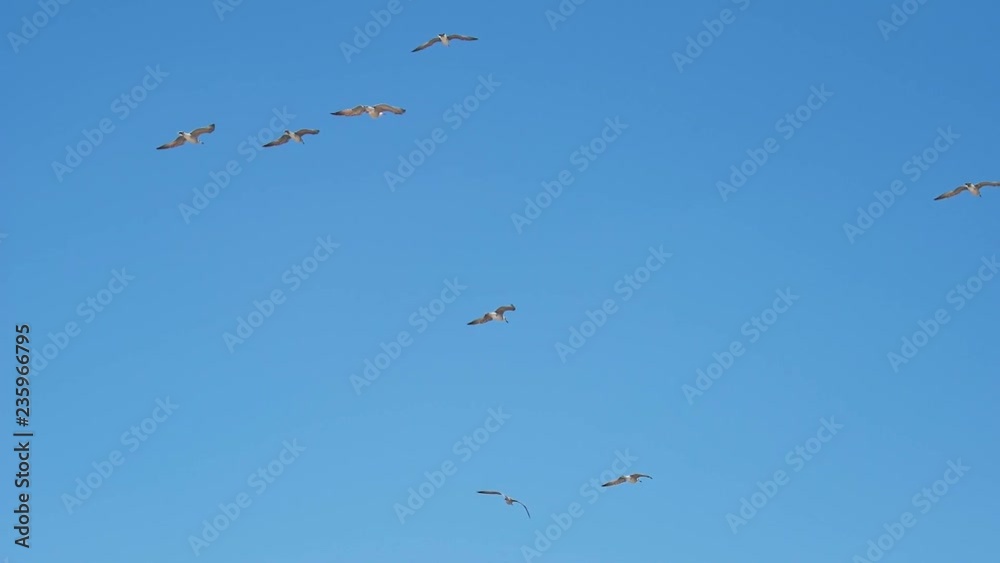Seagull in flight above the sea water surface. Shot in slow motion. Seagull in flight above the sea water surface. Shot in slow motion.