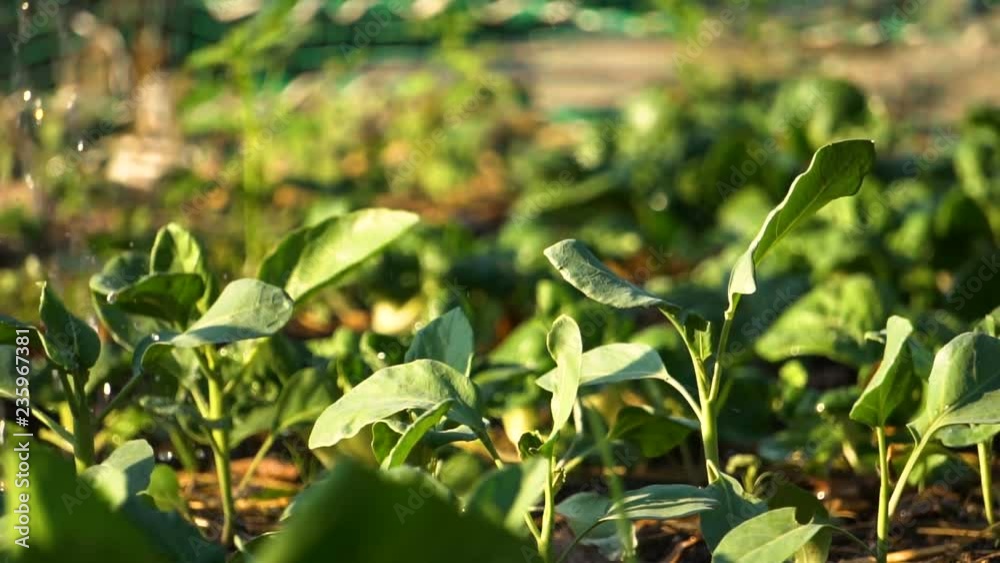 Gardener watering vegetable in vegetable garden. Slow Motion. Gardener watering vegetable in vegetable garden. Slow Motion.