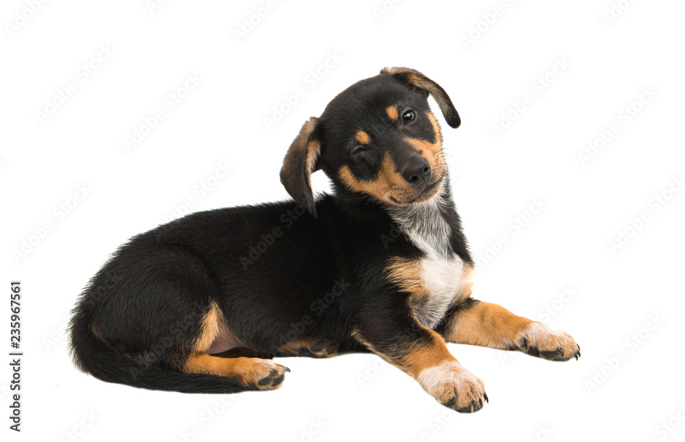 dachshund dog isolated