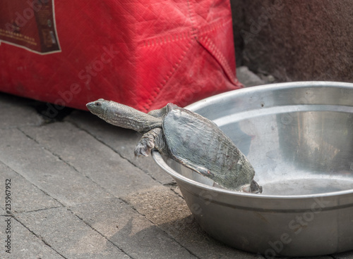 Turtles for sale from RIver Haihe in Tianjin photo