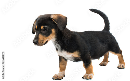 Fototapeta Naklejka Na Ścianę i Meble -  dachshund dog isolated