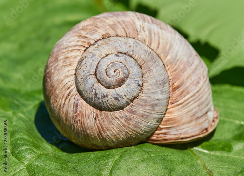 Large shell of a snail on a green leaf