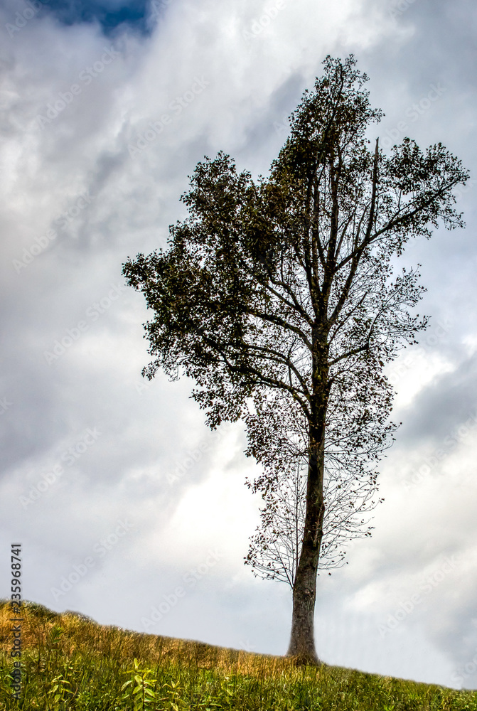 Obraz premium tree and blue sky