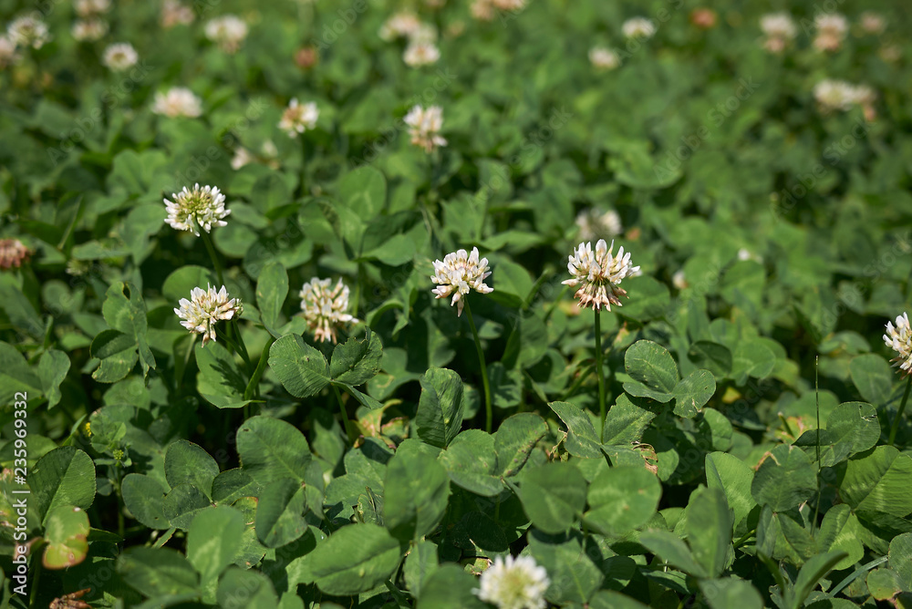 Trifolium repens Trifolium repens