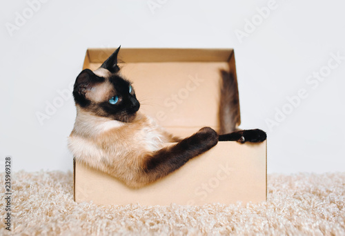 Own housing. Poker Face. Sassy muzzle of cat boss. Siamese cat in a cardboard box. Cat's habitat. The concept of skepticism and indifference.