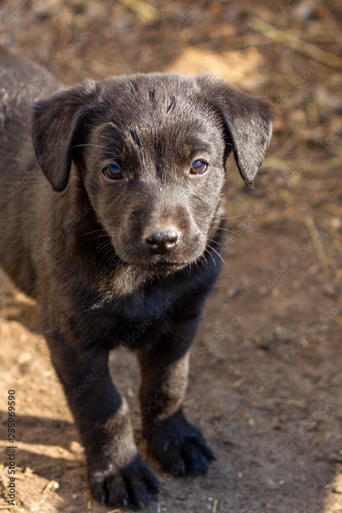 Little puppy looks up at the camera. Homeless dog Little puppy looks up at the camera. Homeless dog