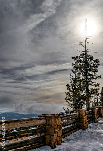 Lonely Tree