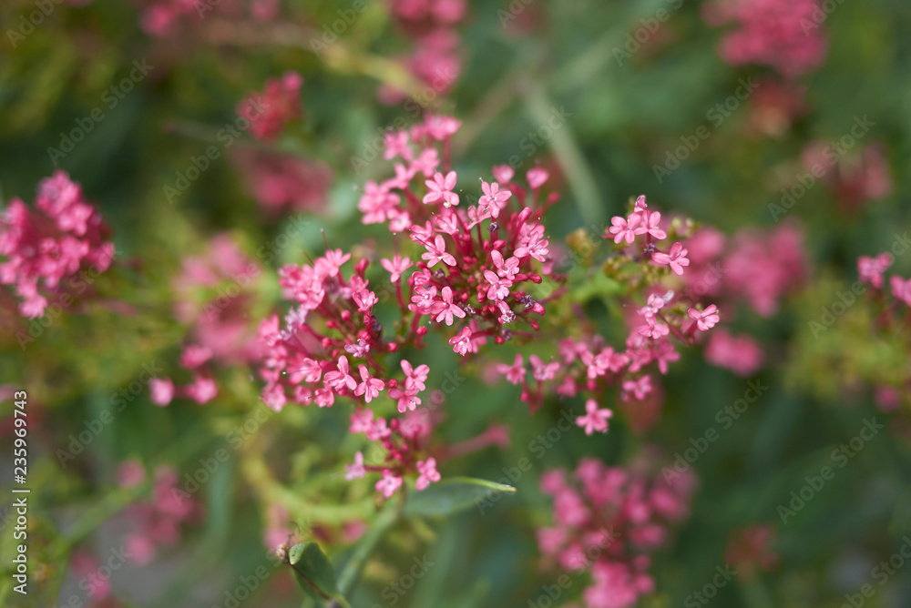 Valeriana officinalis Valeriana officinalis