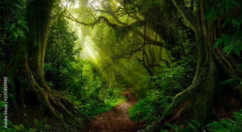 Fényképezés Asian tropical rainforest