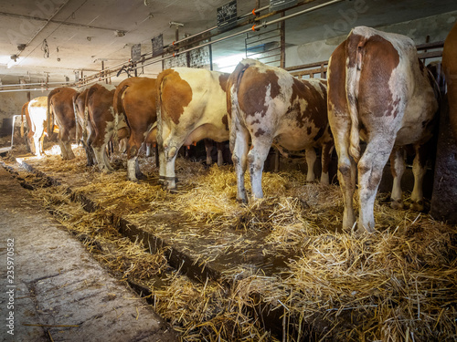 Dairy cows in old cowshed just before cleaning photo