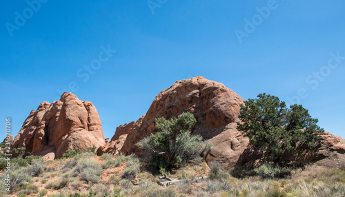 Utah, USA. Desiccated tree and desert landscape