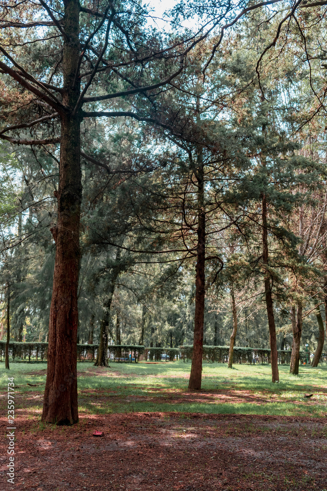 Trees in a public park