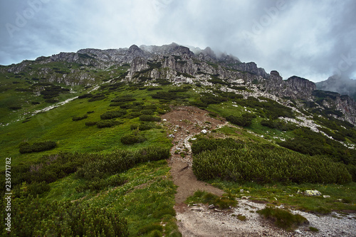 Fototapeta Naklejka Na Ścianę i Meble -   A mountain slope with a mountain pine and limestone rocks in the mountains Tatry in Poland.