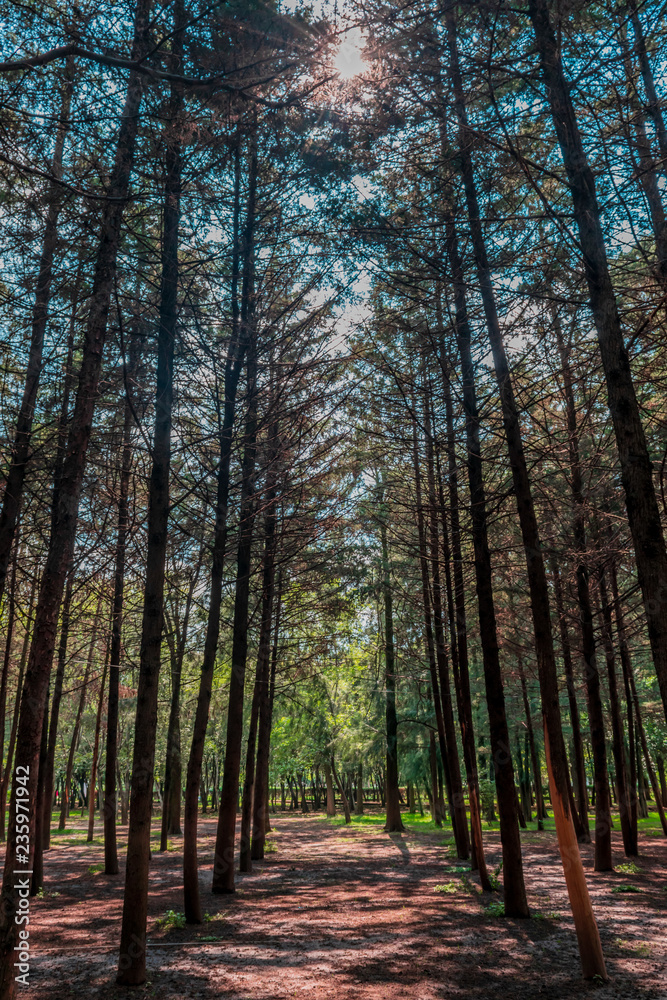 Fototapeta premium Trees in a public park