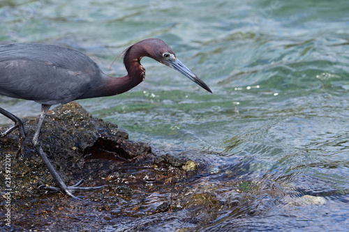 Close up of a little blue heron (Egretta caerulea) fishing in the sea photo