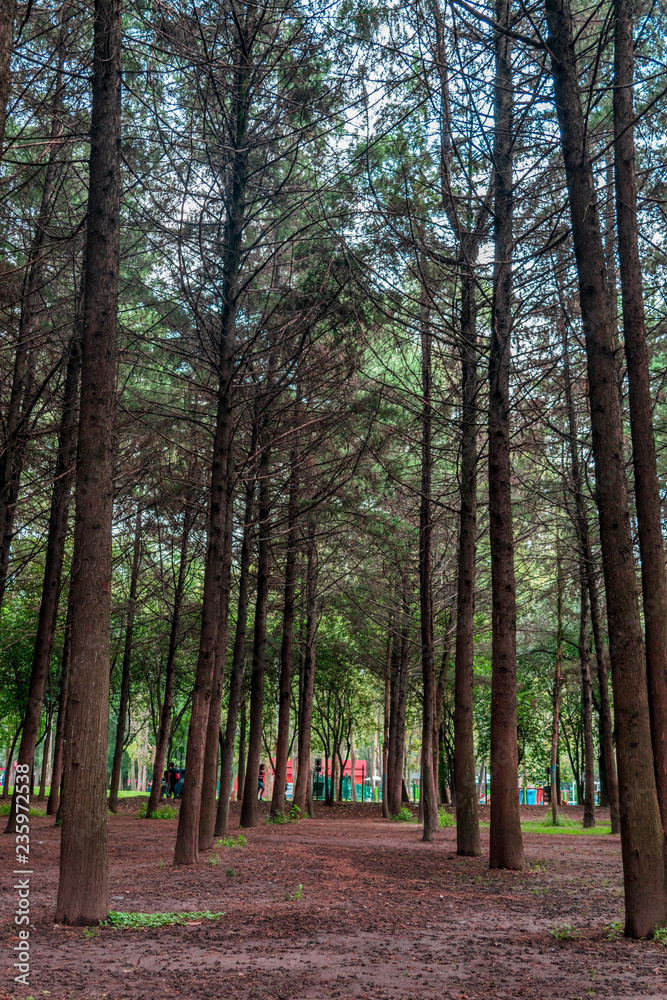 Fototapeta premium Trees in a public park