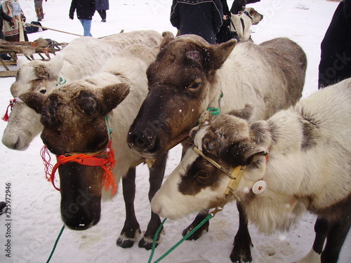 Deer competition in the North