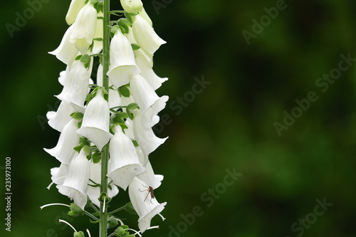 Obraz na plátně Close up of a white foxglove (digitalis)
