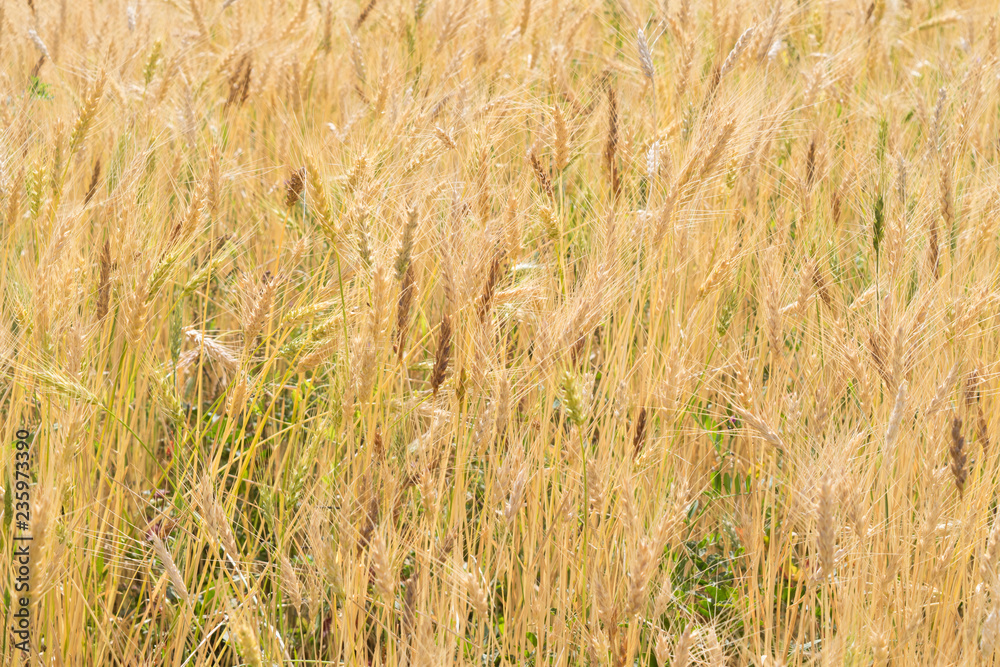 Yellow wheat fields