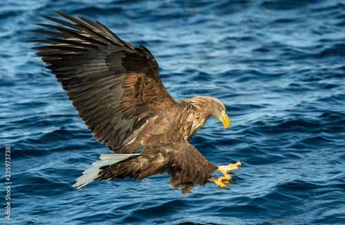Adult White-tailed eagles fishing. Blue Ocean Background. Scientific name: Haliaeetus albicilla, also known as the ern, erne, gray eagle, Eurasian sea eagle and white-tailed sea-eagle. © Uryadnikov Sergey