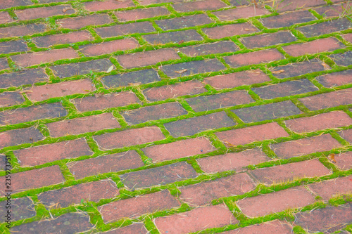 brick paths and moss close-up. Old brick pavement covered with moss