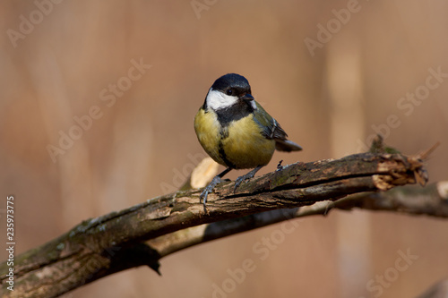 Great tit sits on a cracked branch in the spring morning in the forest park.