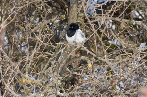 Eurasian magpie sits on a branch of a wild apple in a forest park on the edge of a glade.