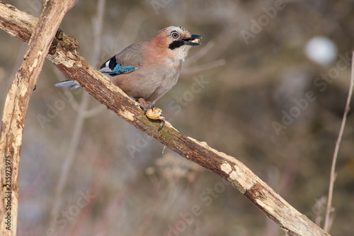 Eurasian jay sits on a dry oak branch and gnaws peanuts on a clear day. © ihelg