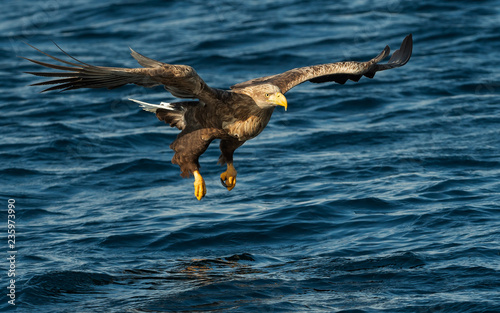 Adult White-tailed eagles fishing. Blue Ocean Background. Scientific name: Haliaeetus albicilla, also known as the ern, erne, gray eagle, Eurasian sea eagle and white-tailed sea-eagle.