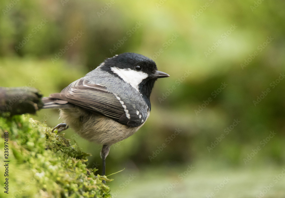 Obraz premium Cute little Coal Tit in the forest