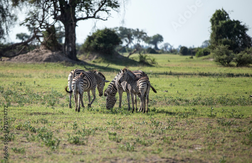Herd of zebras in the African jungle