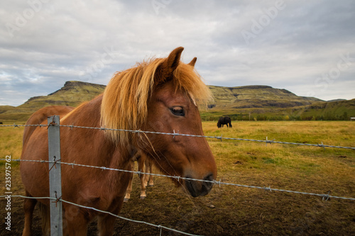 Caballos en rancho islandés, Islandia