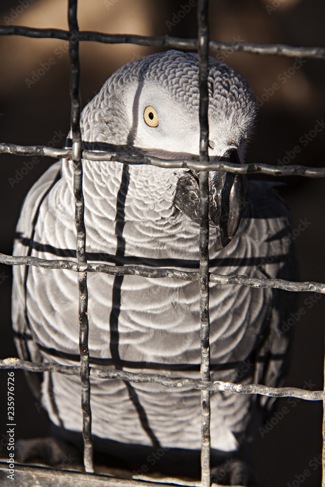 Loro Yaco en jaula. Stock Photo | Adobe Stock