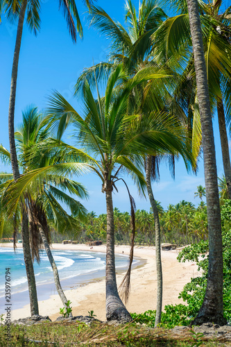 Rustic tropical beach with palm trees towering above a long curve of sand lined with wooden shacks in Bahia  Brazil